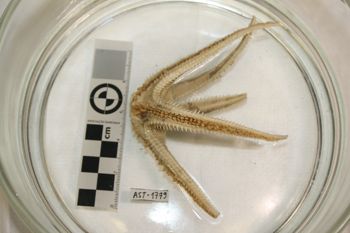 Media type: image;   Invertebrate Zoology AST-1779 Description: Preserved specimen.;